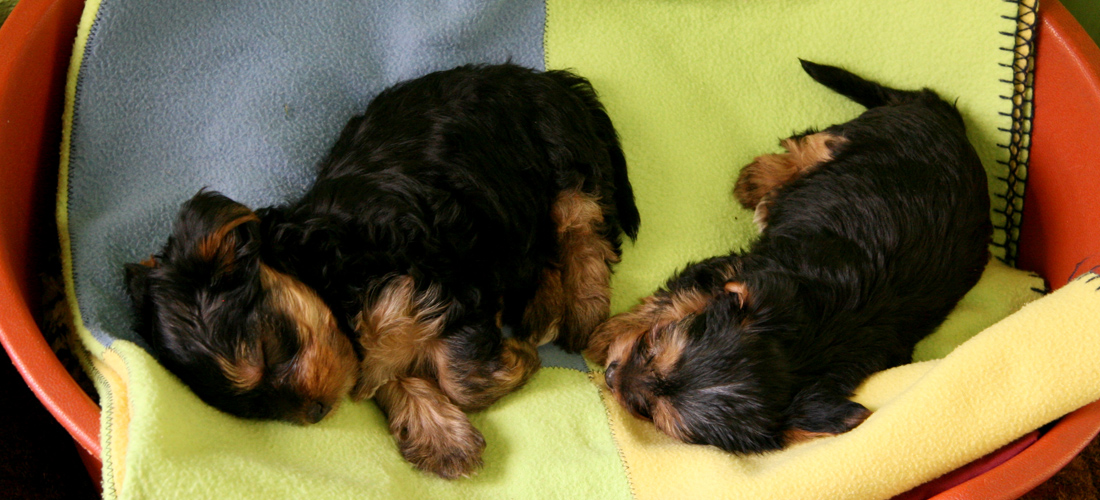 攻击网站在线工具